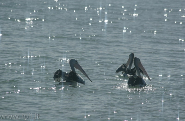 gamta018 Pelikanai šalia Freizerio salos (Kvinslendo valstija, Australija)
