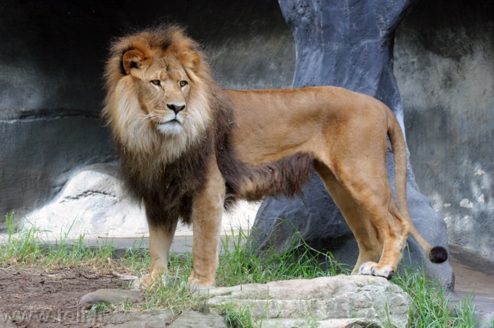 gamta026 Afrikos liūtas Tarongos zoologijos sode