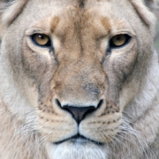 Afrikos liūtė Tarongos zoologijos sode