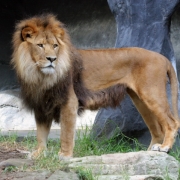 Afrikos liūtas Tarongos zoologijos sode
