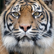 Sumatros tigras Tarongos zoologijos sode