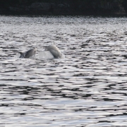 Delfinai žaismingai lydi laivą Milfordo fiorde (Naujoji Zelandija)