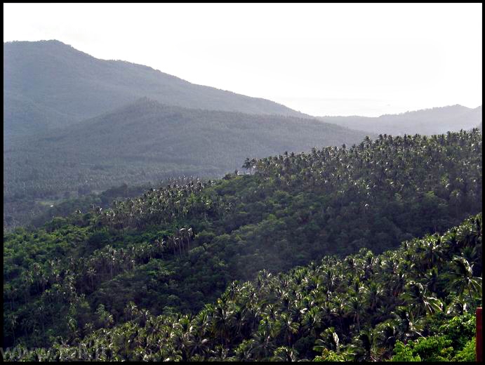 ths012 Samujis dar vadinamas Kokosų sala, nes šie riešutai - antras pagal svarbą verslas po turizmo. Mėnesio derlius - milijonas riešutų