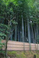 Bambukų giraitė Daitokudžio šventyklų komplekse, Kijotas, Japonija