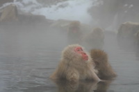 Sniego makakos karštojoje versmėje, Japonija